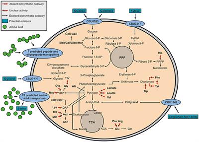 Multiple substrate usage of Coxiella burnetii to feed a bipartite-type metabolic network